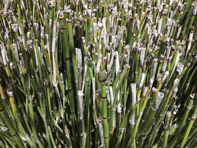 加利福尼亚马尾(木贼属)照片