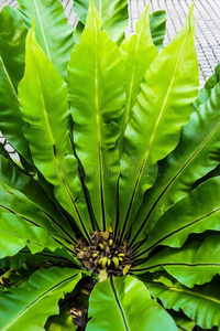 苏花台湾山苏花照片