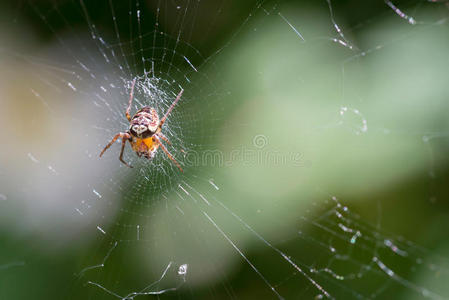 橙色小蜘蛛