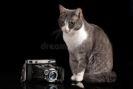 灰色猫坐在黑色背景上，带着相机