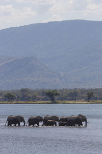 非洲象群loxodonta africana过水