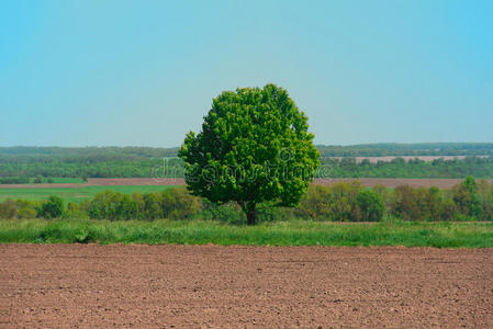 田野里孤独的大绿树