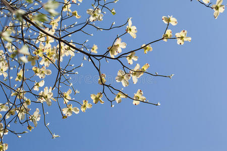 白色花山茱萸山茱萸属在蓝天下盛开