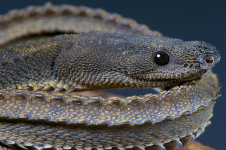 走笔龙蛇图片-走笔龙蛇素材-走笔龙蛇插画-摄图新视界