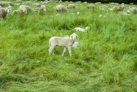 羊场2