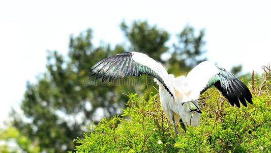 湿地中树顶上的鸟，白鹤