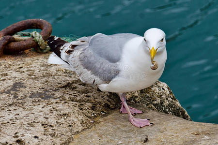青螺早餐吃鲜青螺照片