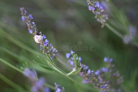 蜗牛和薰衣草花