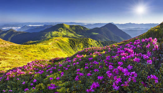 山中神奇的粉红色杜鹃花。