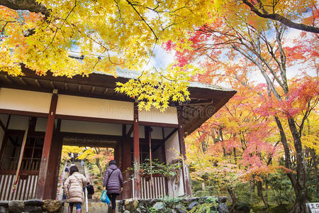日本秋天的枫树季节