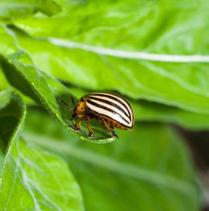 科罗拉多甲虫特写