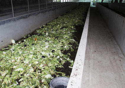 蚯蚓养殖场照片