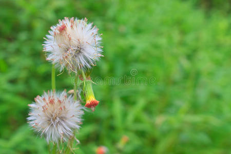 绿色背景下的草花