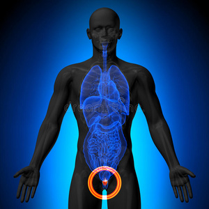 前列腺人体器官的男性解剖x线图