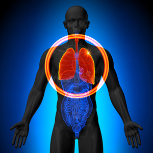 肺人体器官的男性解剖学x射线透视图