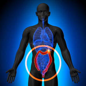结肠大器官人体器官的男性解剖x射线透视图