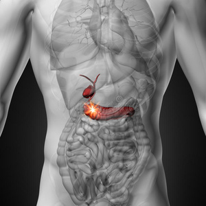 胆囊胰腺人体器官的男性解剖x射线透视图