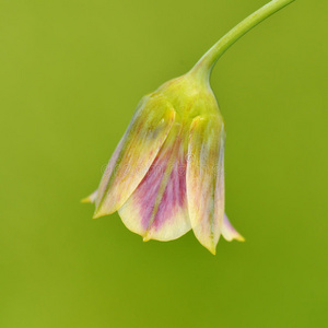 夏天田野上的紫花