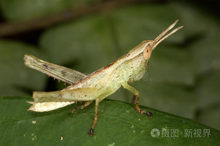 黄蜂保护它的巢和幼虫.成年雄性蚱蜢.蜘蛛