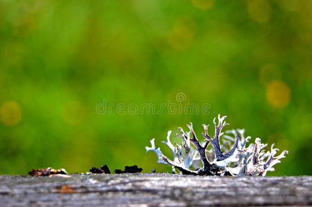 苔藓，苔藓生长在绿色背景的木质表面上