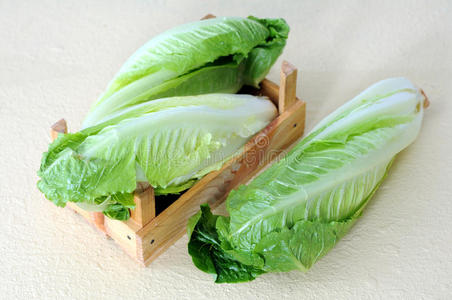罗马生菜罗马心莴苣照片
