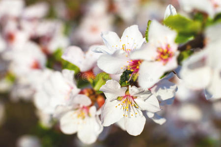 开花树