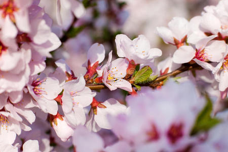 开花树