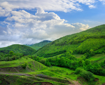 山坡上山谷附近的树木