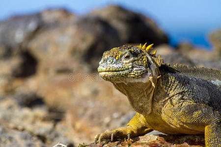 加拉帕戈斯群岛的陆地鬣蜥