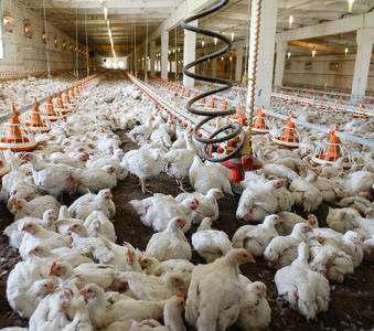 畜禽养殖场图片