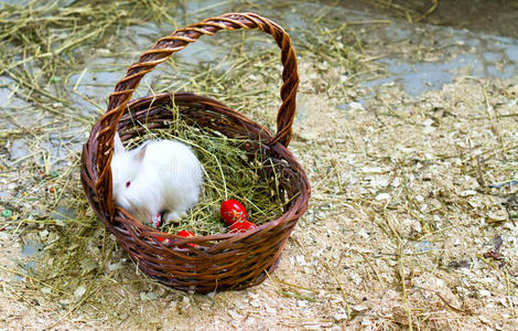 兔子和复活节彩蛋坐在篮子里