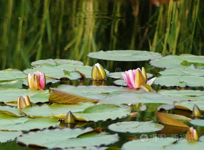 池塘上的睡莲