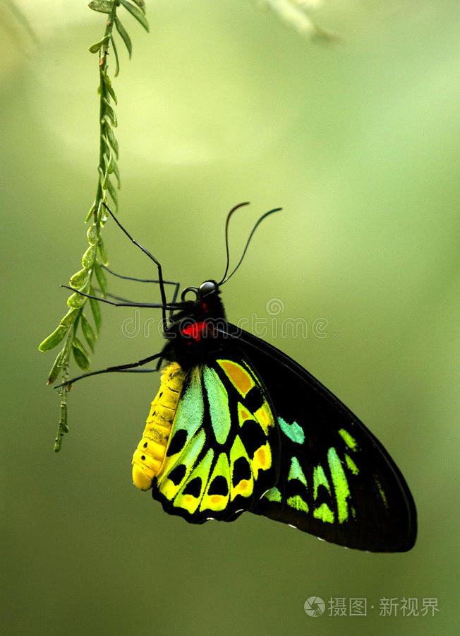 凯恩斯鸟翅蝴蝶