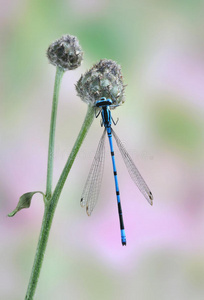 蜻蜓CoenagrionPuella男性