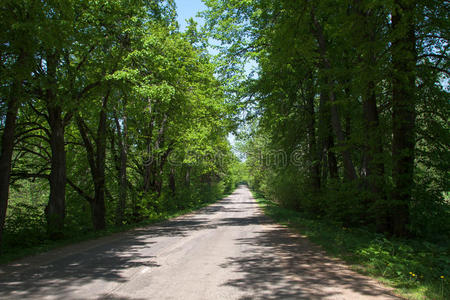 夏日林路