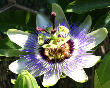 一种激情一种名为耶稣受难的美丽花朵在春天盛开照片