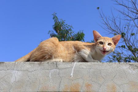 猫坐在水泥栅栏上