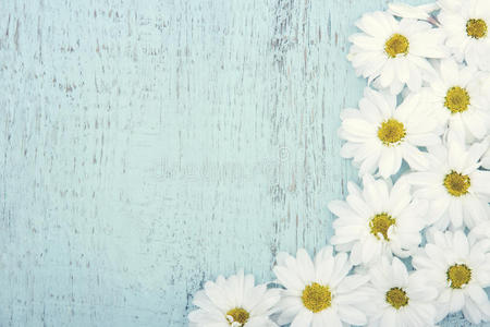 白色雏菊复古背景照片