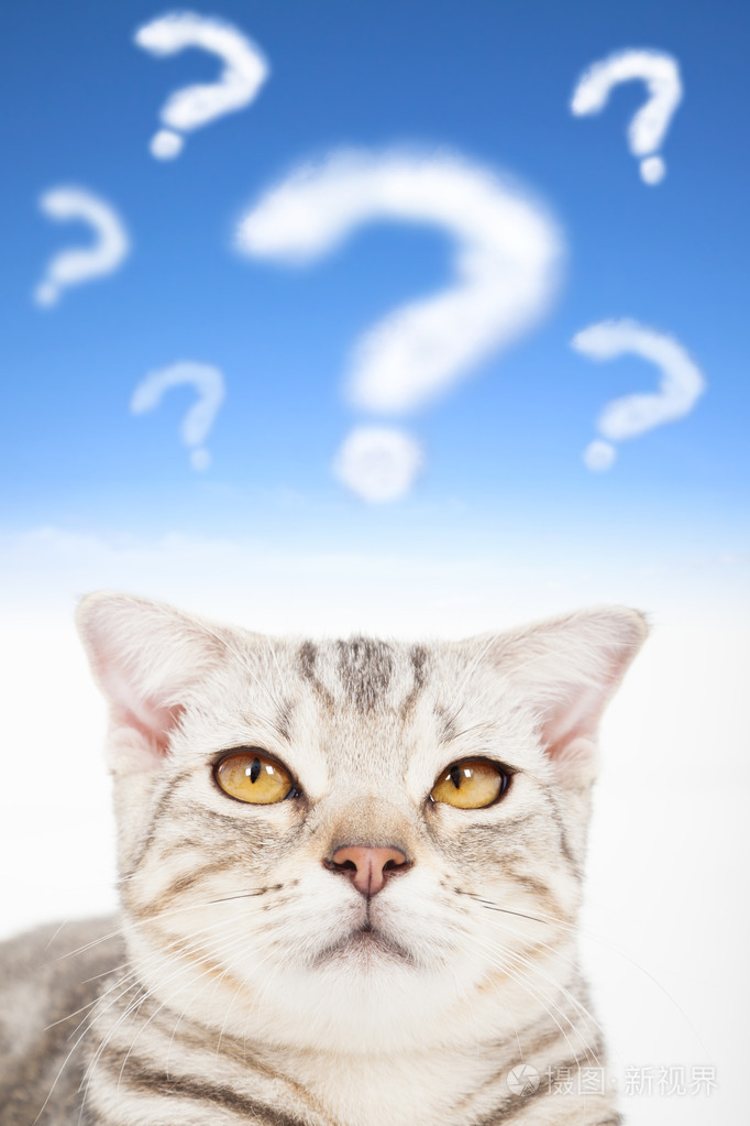 生气的猫脸问号