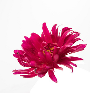 孤立的粉红色翠菊