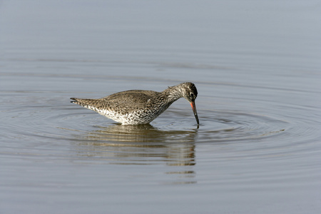 红脚鹬 tringa totanus