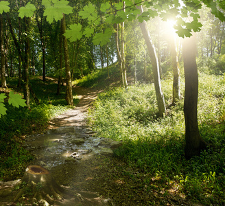 森林在阳光灿烂的日子素材-枞树森林在阳光灿烂的日子插画-摄图新视界