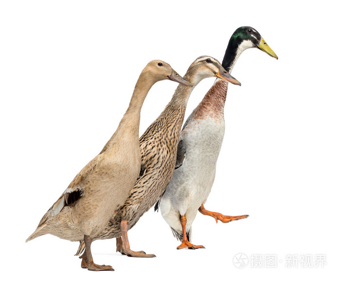 三个鸭子在种族隔离在白色侧面图