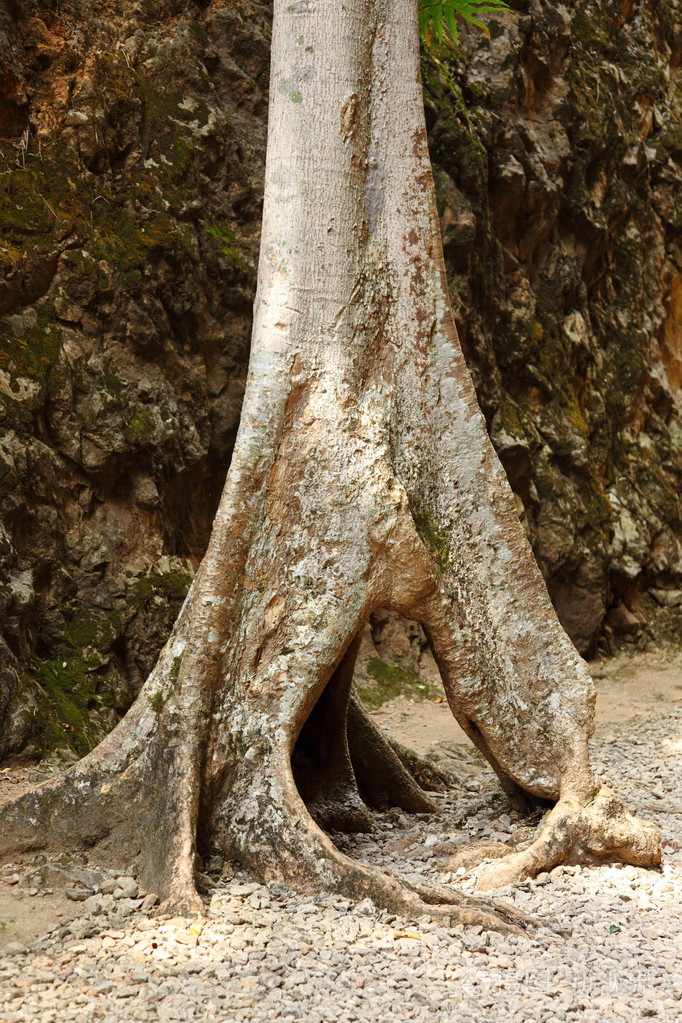 空心树照片-正版商用图片1df2rd-摄图新视界