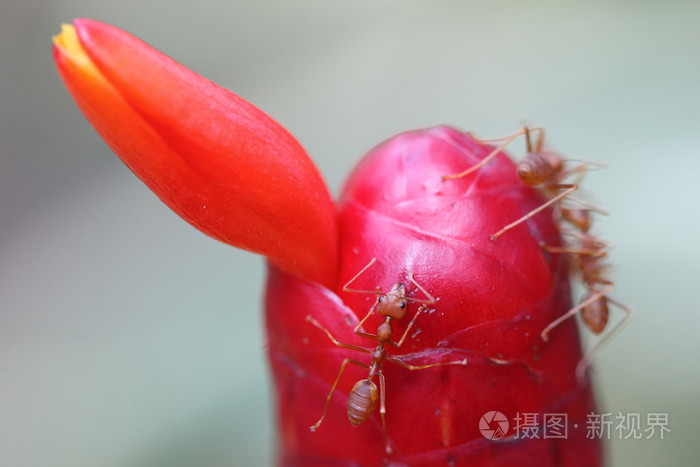 蚂蚁在红色的花