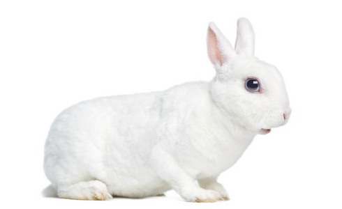 一个迷你的侧视图獭兔，孤立在白色