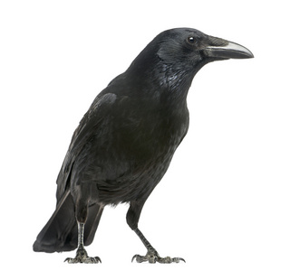 吃腐肉的乌鸦，乌鸦 corone 孤立在白色侧面图