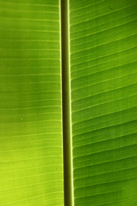 线条和纹理的绿色棕榈叶图片
