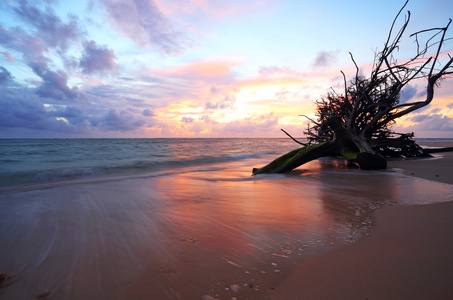 阳之普吉岛海滩海上日落死树