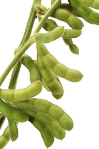 me)大豆新鲜收获的大豆大豆的竹笋在白色背景上的绿色大豆豆芽以深色